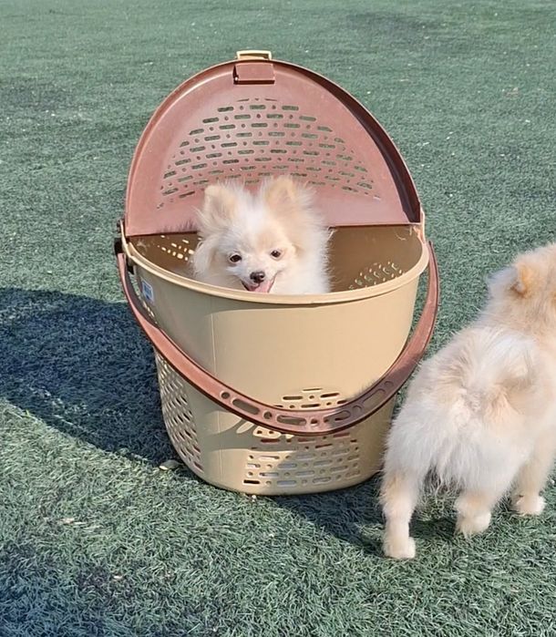 Мечтали о померашке? Супер-иини щенки ищут Семьи! Киев, КСУ. Доставка.