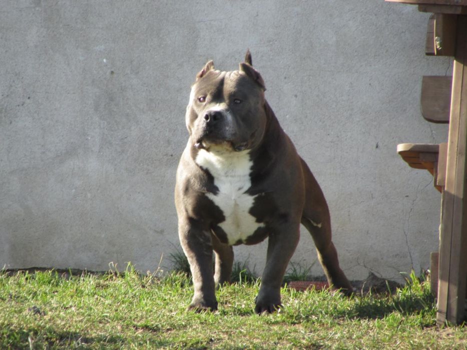 American Bully Standard