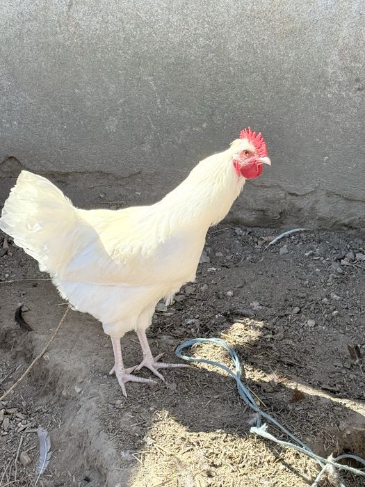 galinhas , frangos e pitos troca