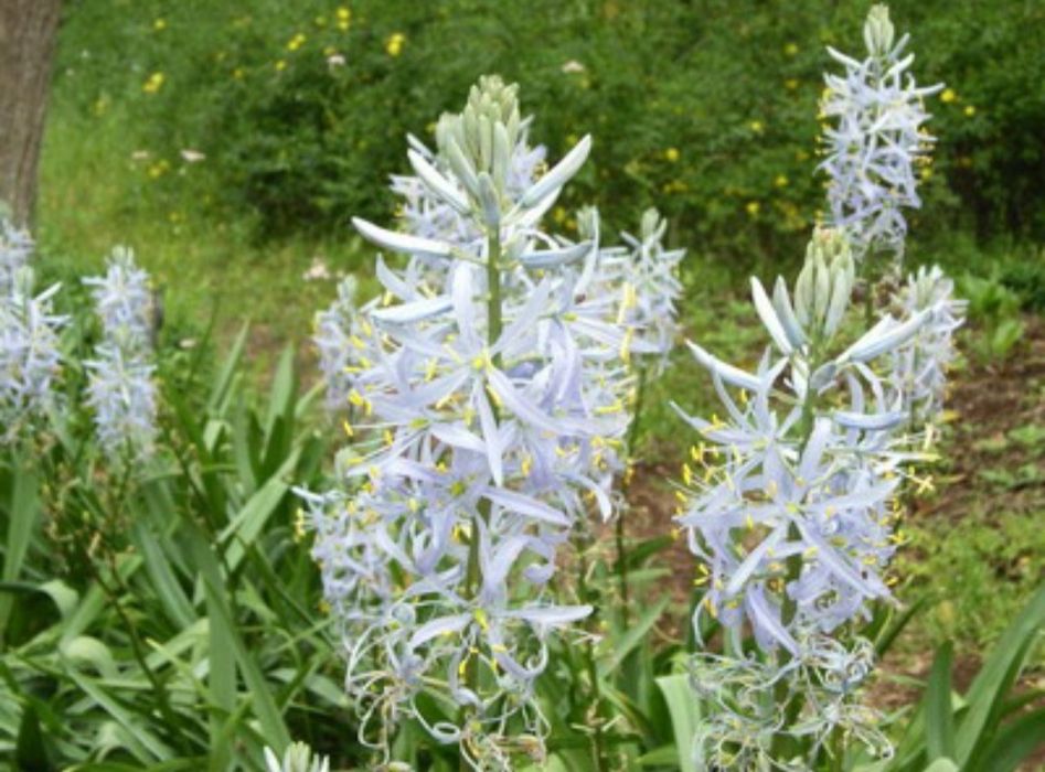 Очиток  многолетник, почвопокровный, ясколка