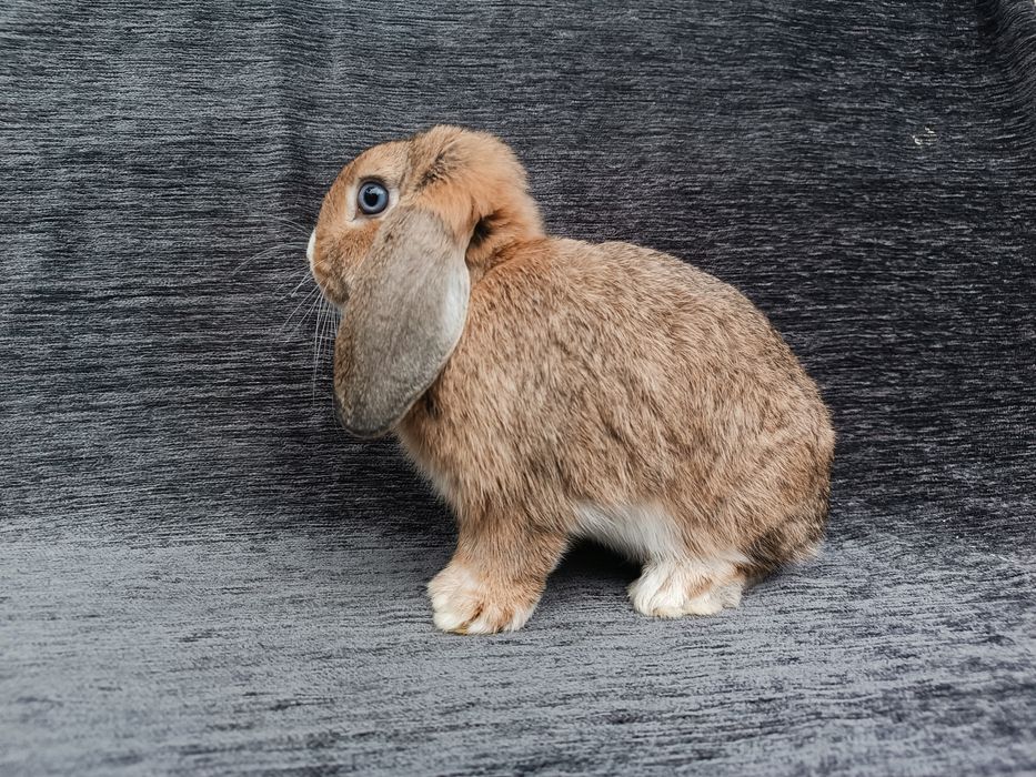 Królik karzełek baranek miniaturka CENA CAŁKOWITA