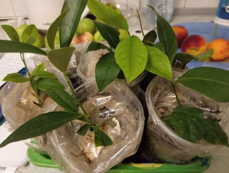 Цитруси привиті: лимон, лайм, кумкват