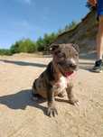 Amstaff sunia BLUE merle
