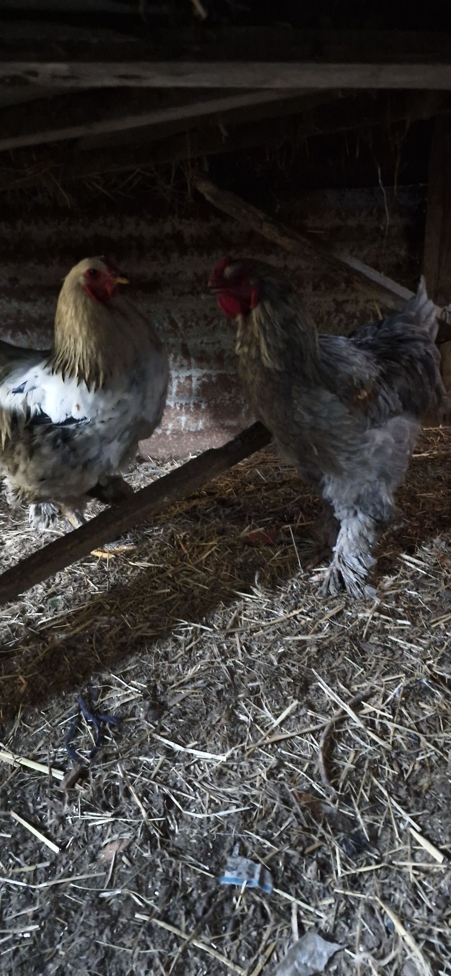 2  galos  brahma