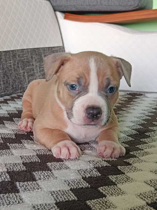 American bully pocket suczka