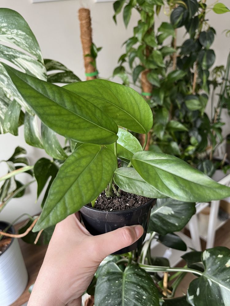 Epipremnum happy leaf,cebu blue,global green.Philodendron lemon,brasil