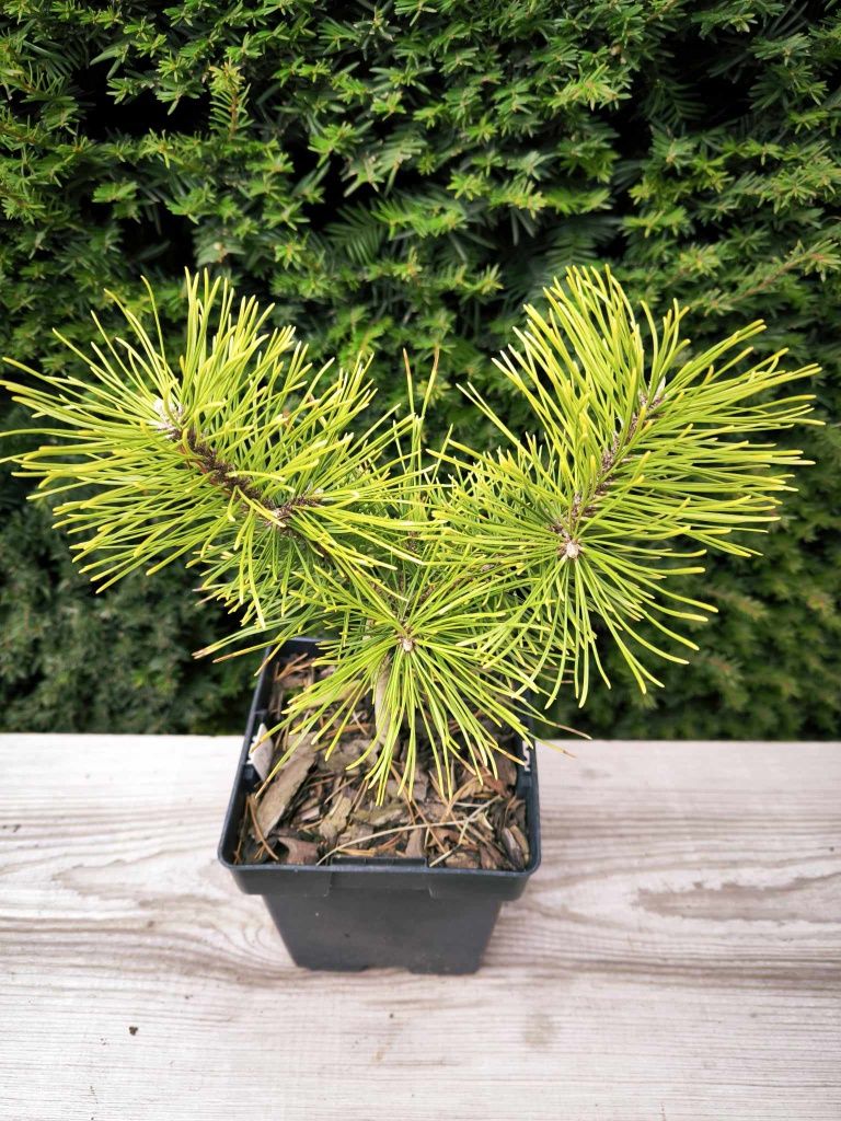 Pinus mugo Starkl (жовті сосни 4 сорти)