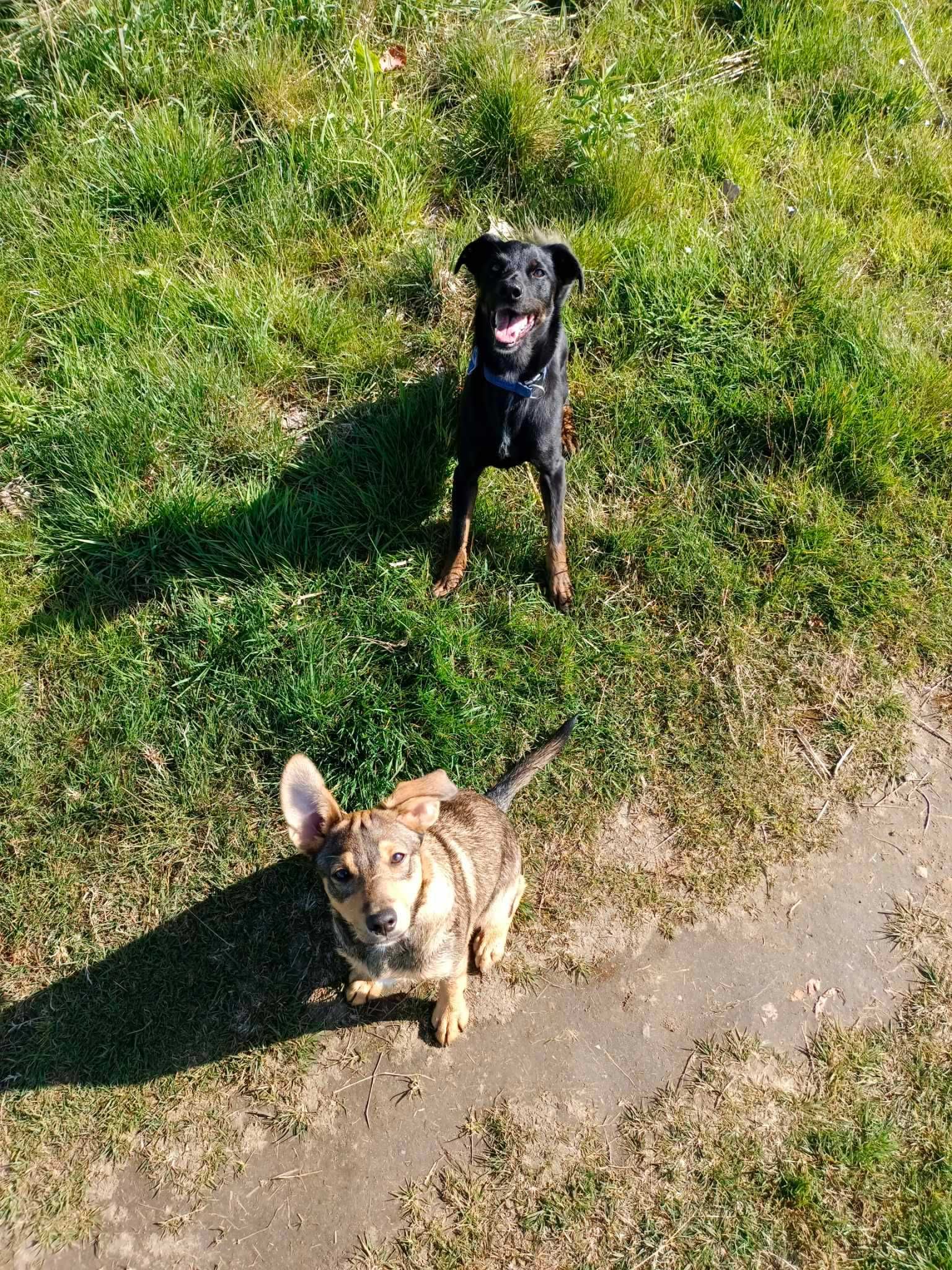 Bagi -  8 letni mieszaniec w typie labradora