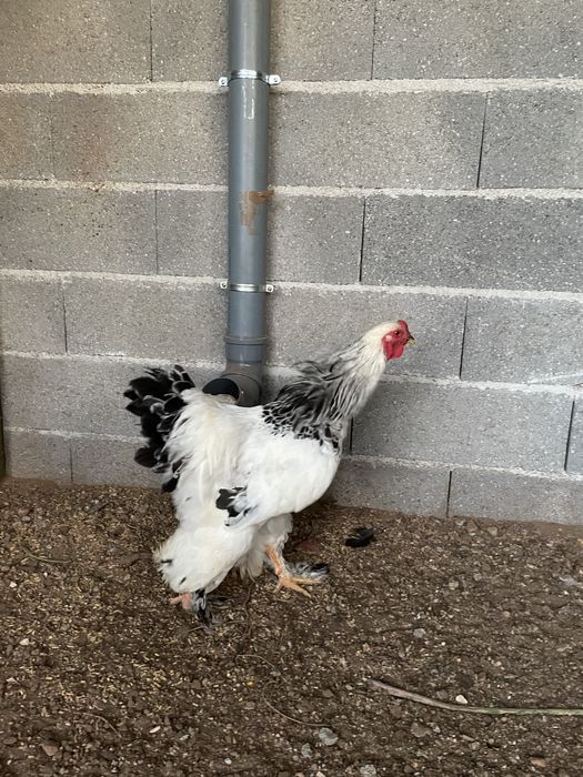 Os melhores ovos light brahma