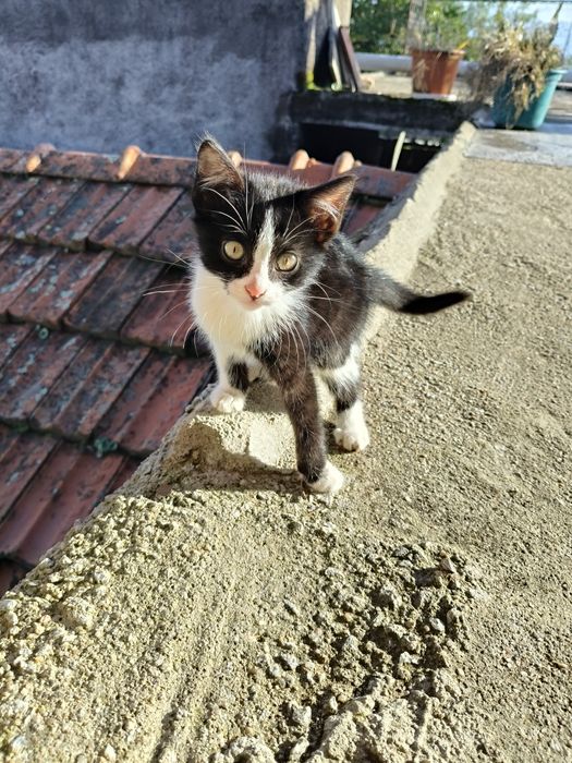 Gatos para adoção responsável