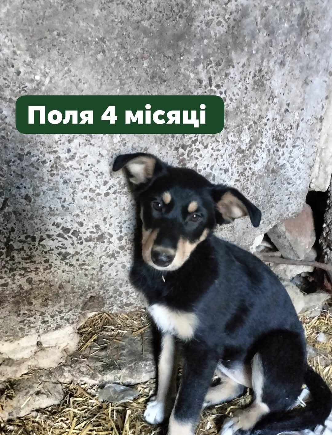 Красуні в добрі руки