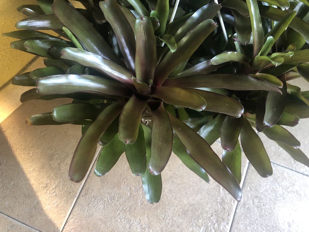 Bromelia fireball