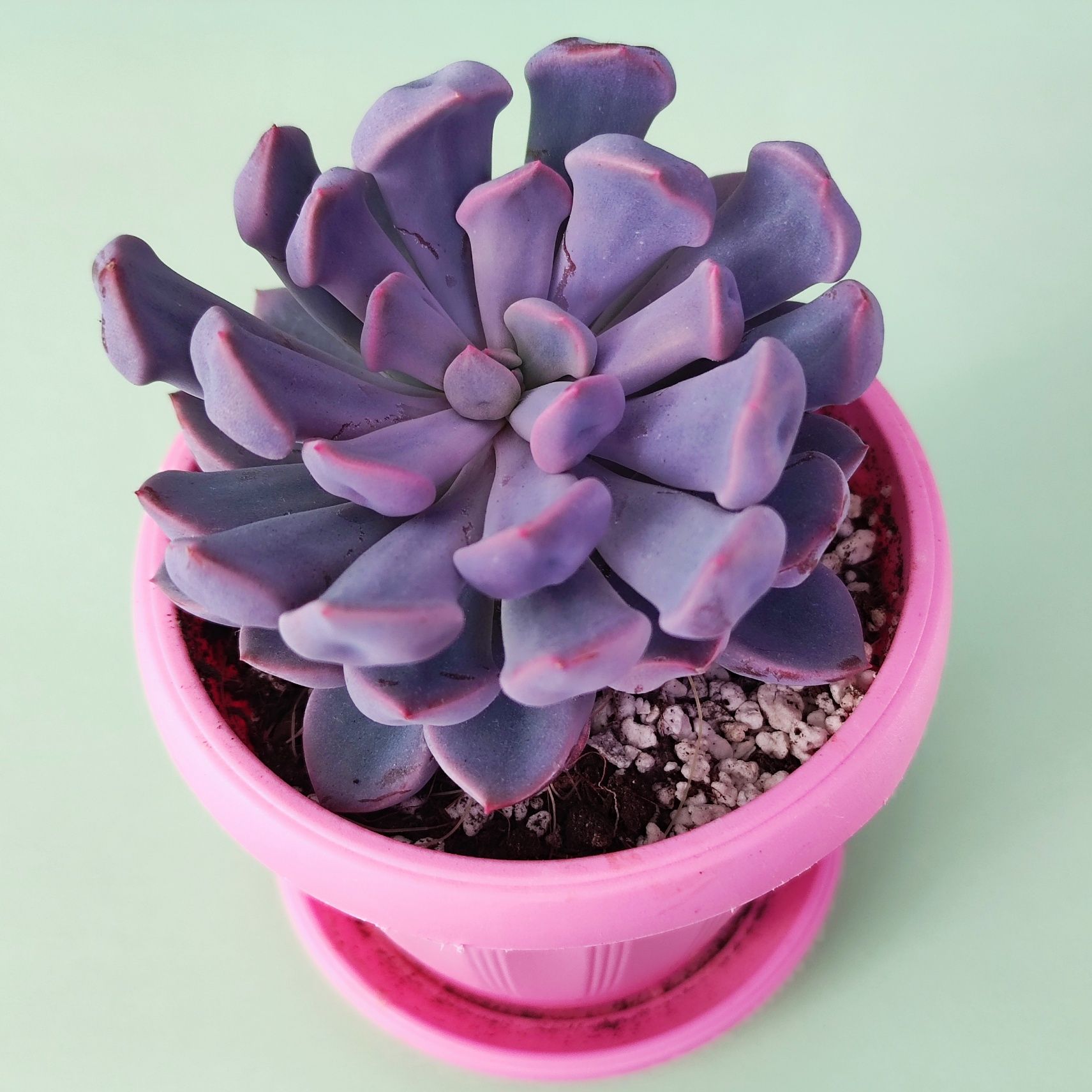 Суккулент Эхеверия Купид / Ехеверія Купід / Echeveria Cupid