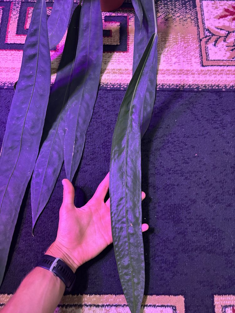 Anthurium wendlingerii duża sadzonka