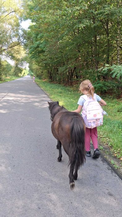 Kucyk koń ogierek spokojny
