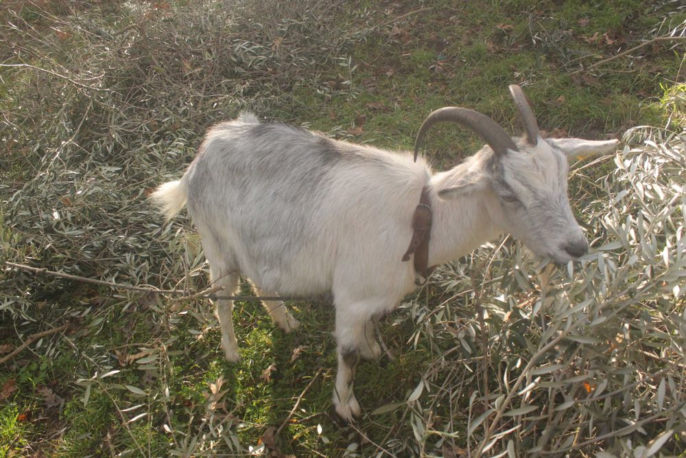 Cabra Mansinha de Raca Grande