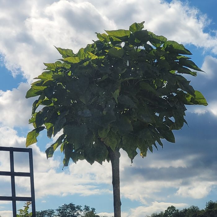 Katalpa nana drzewo catalpa 200 cm