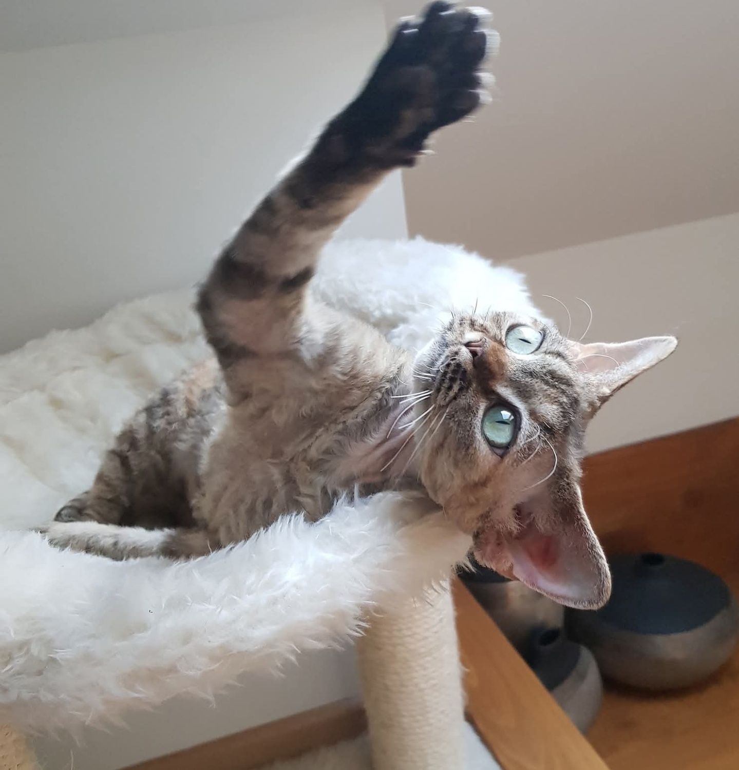 Kotka devon rex dorosla piękna duże oczy