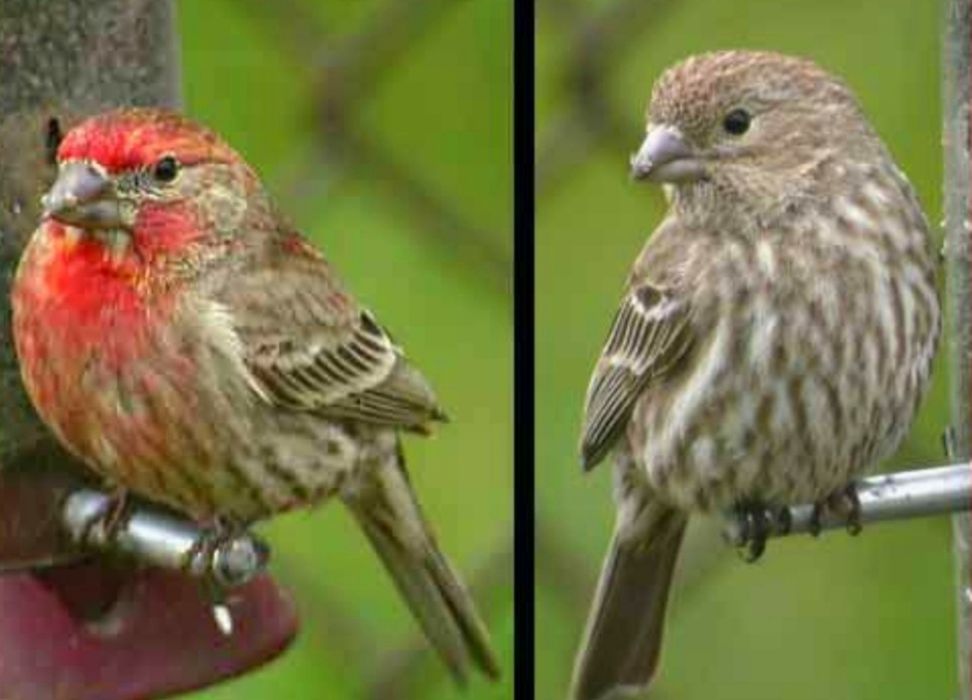 Carpodacus Mexicanos 2025