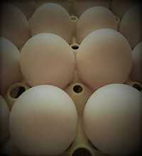 Ovos de Pato Khaki Campbell - férteis