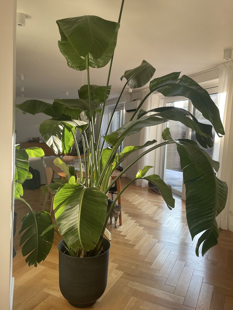 Strelicia Strelitzia Nicolai rajski ptak