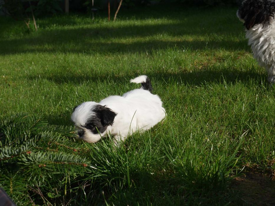 SHIH TZU - mini piesek