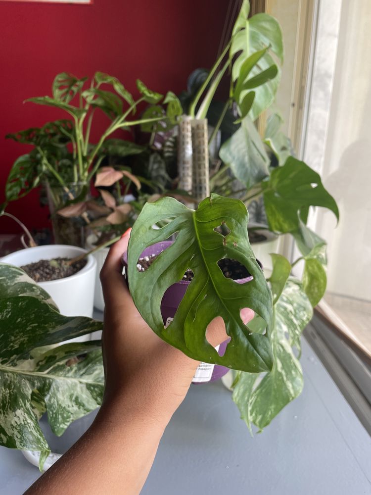 Cuttings monstera adansonii