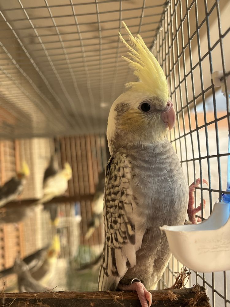 Varias aves disponiveis (caturras, agapornis e ring necks)