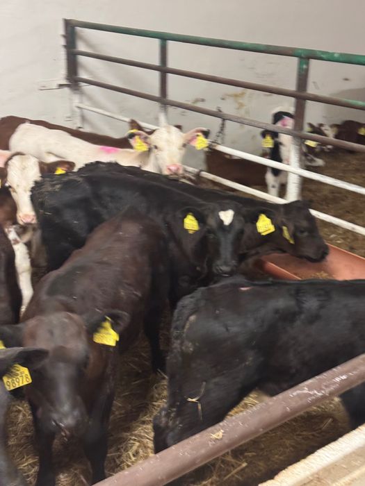 Sprzedam cielaki mięsne Olecko dostawa cała Polska w cenie