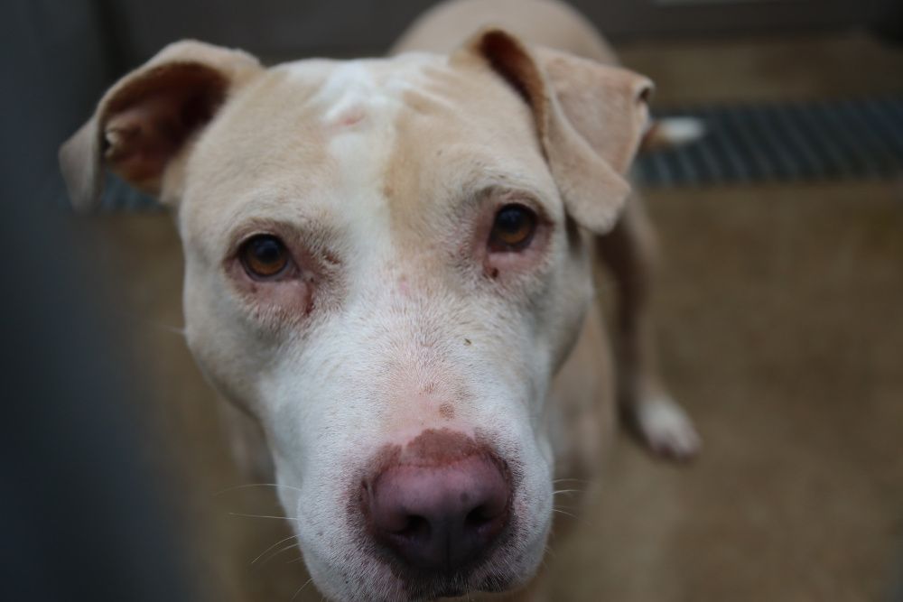 Hera czeka na nowy dom...