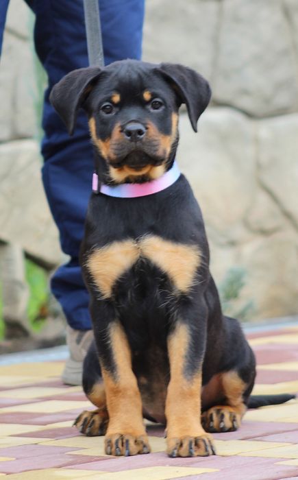 Перспективна дівчинка ротвейлер