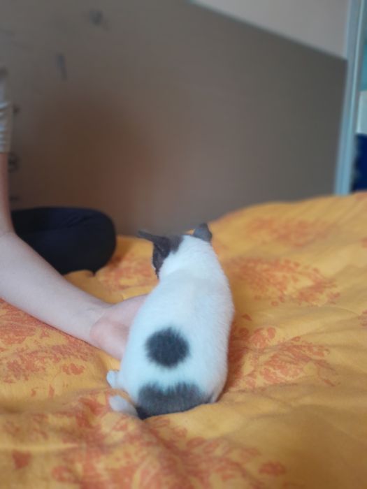 Chłopiec rasy chihuahua w kolorze niebiesko-białym.