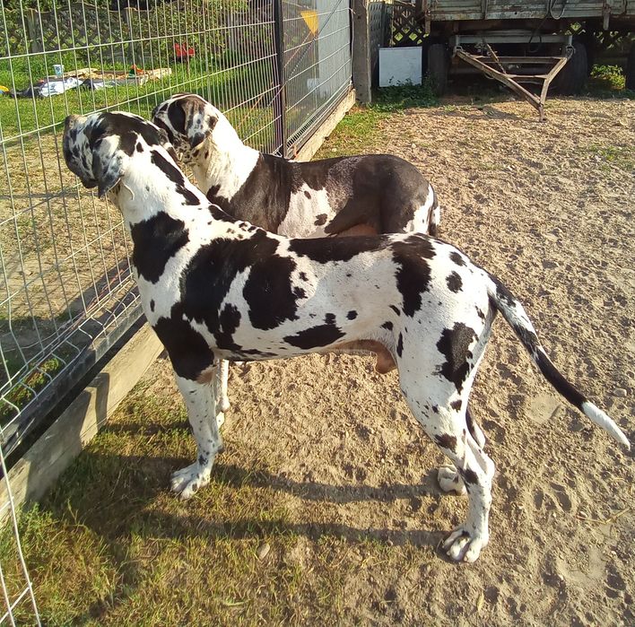 Dog niemiecki, piesek szczenię urodzony koniec lipca