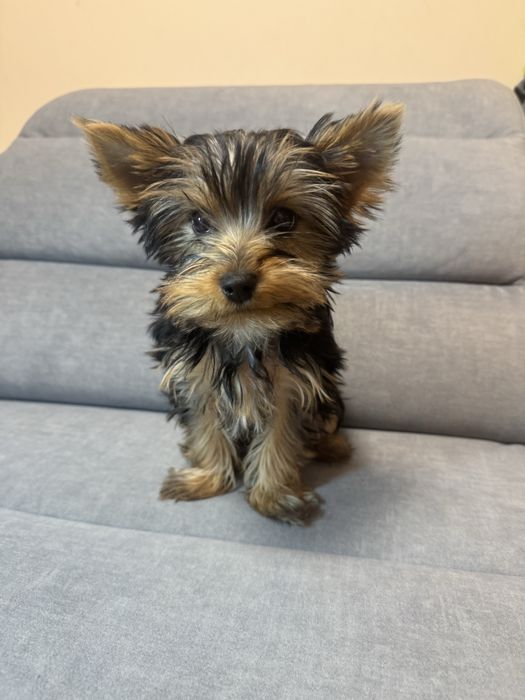 Йоркширський терєр, дівчинка йорка 3 міс ТОРГ