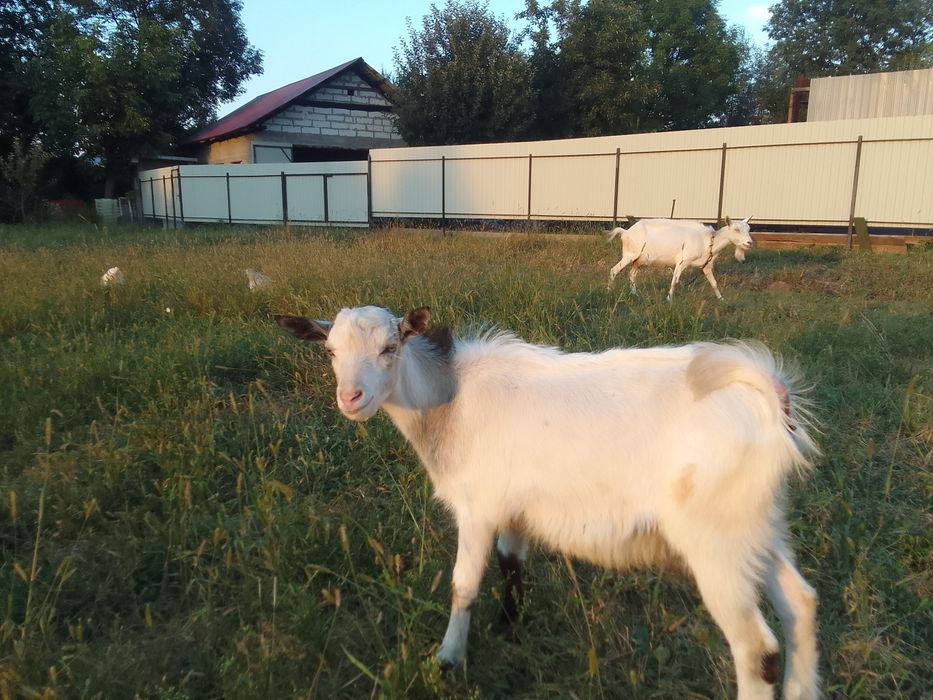 Продам 2 козлика і 2 козочкі