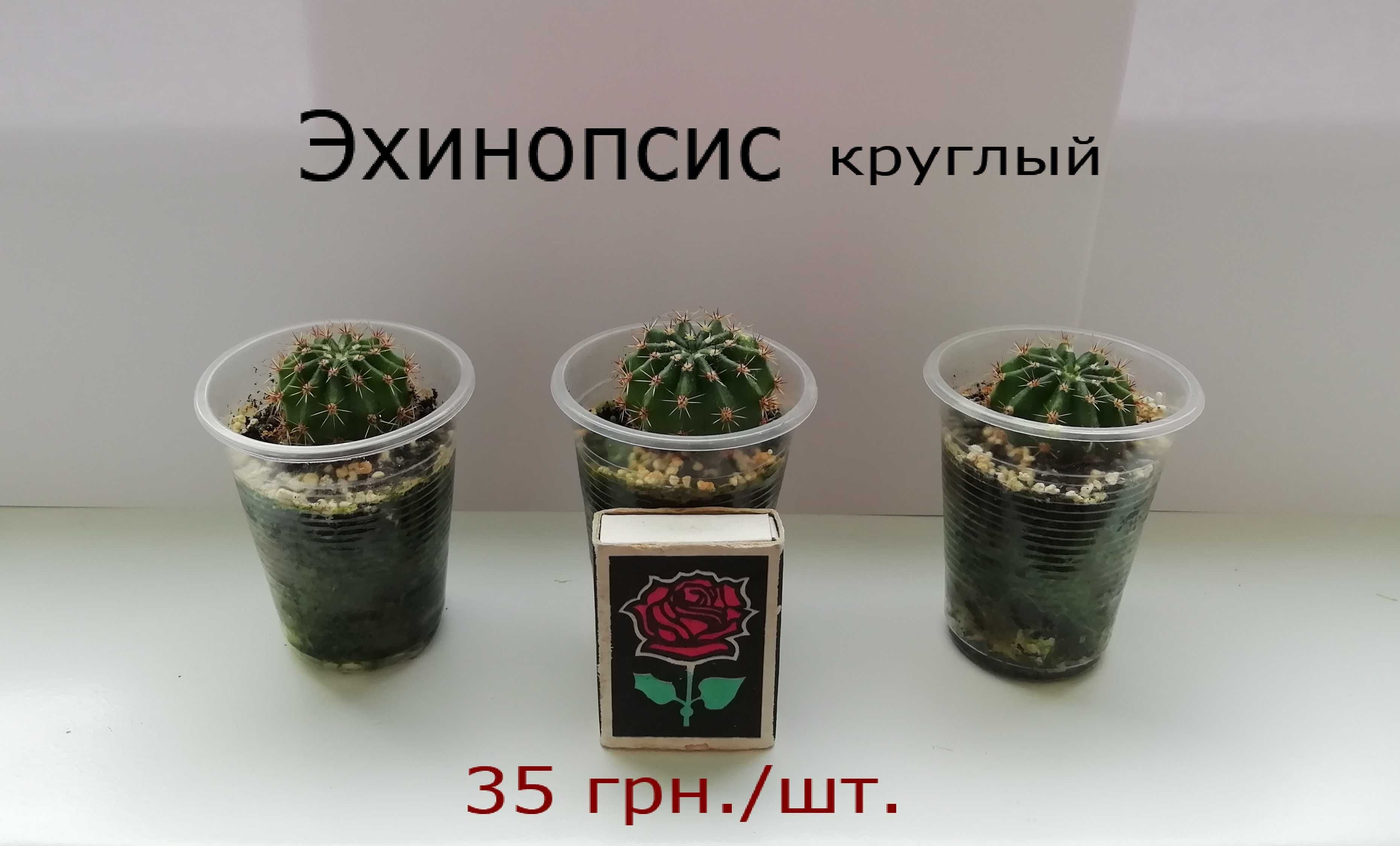 Кактусы (8 видов)