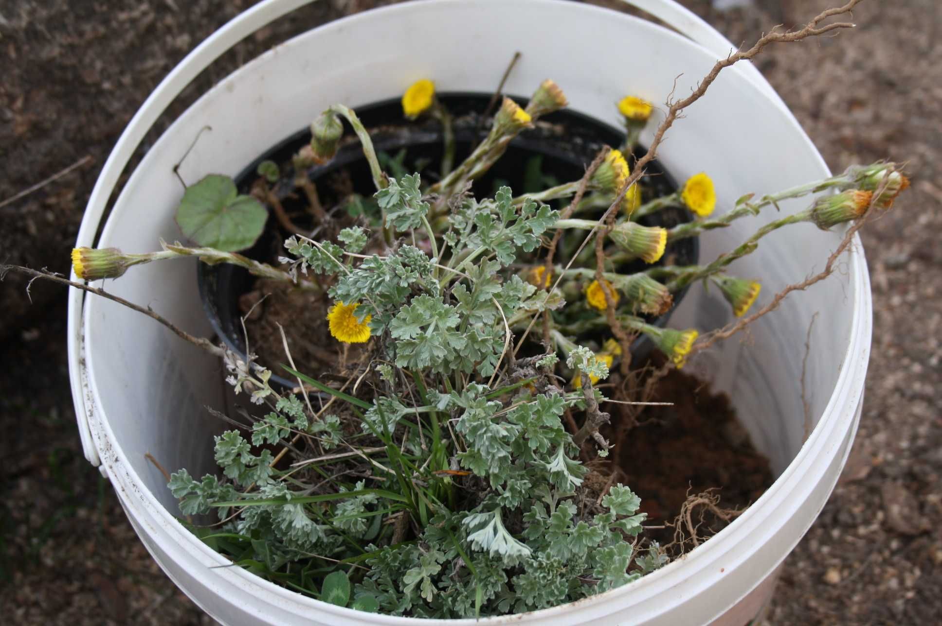 sadzonki ziol aloes ,piolun,podbial