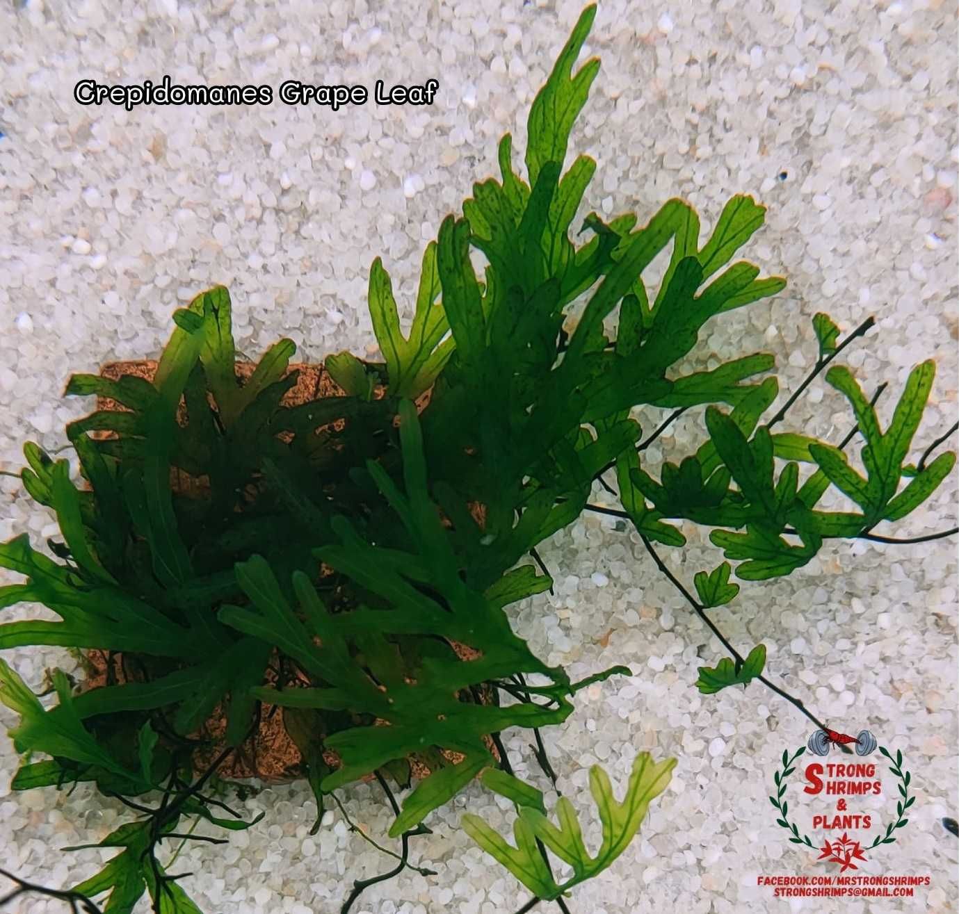 Crepidomanes Grape Leaf Rarytas