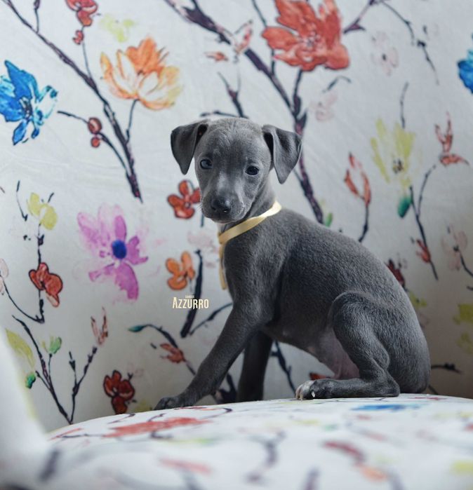 charcik włoski - elegancik z muszką