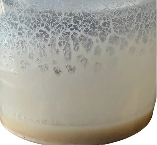 Alimento vivo para peixes - Microvermes de aveia