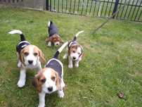 Beagle szczeniaczek