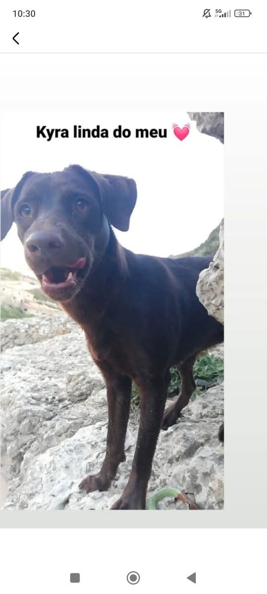 Passeio ou fico com o seu cão