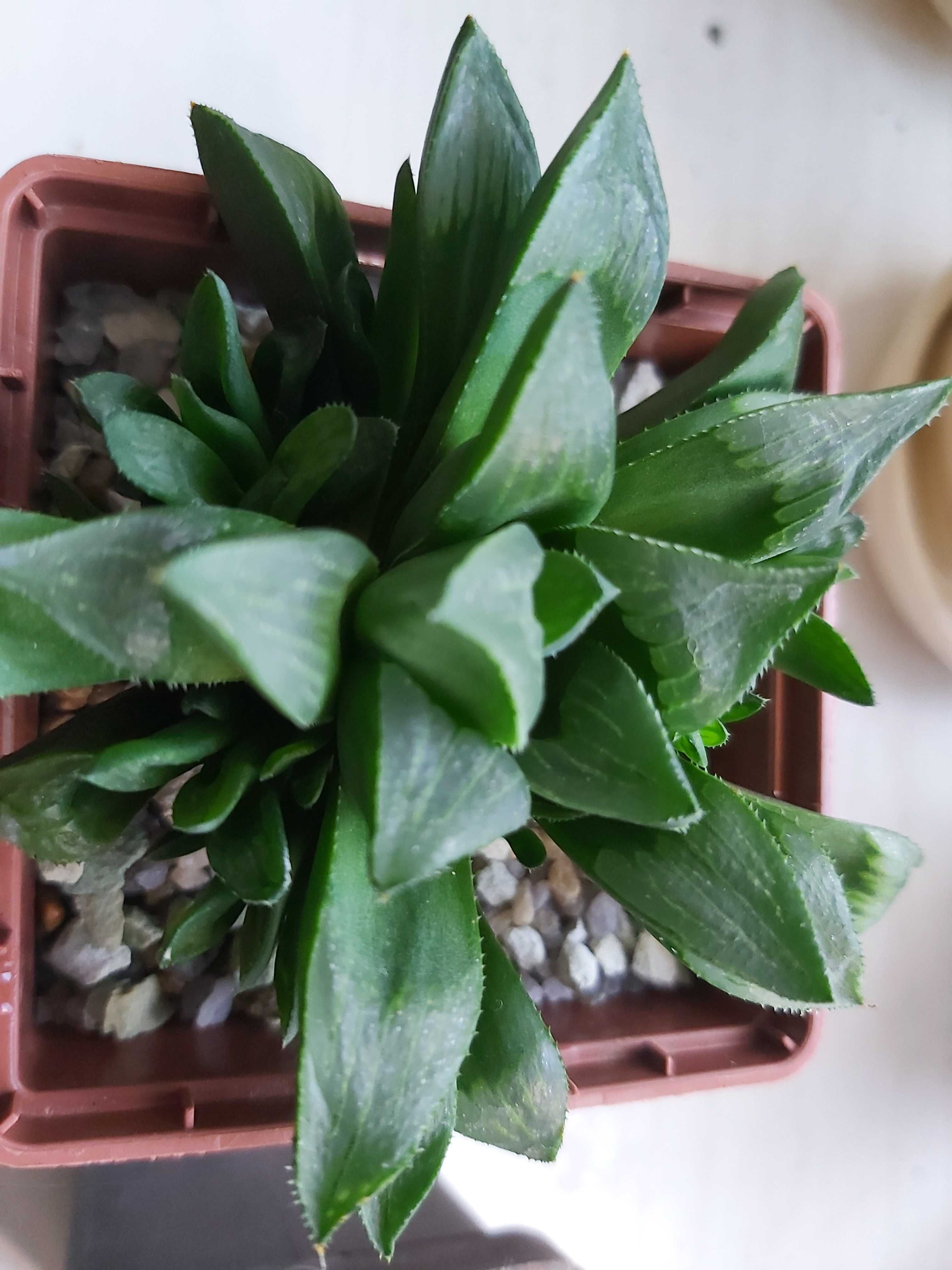 Хавортия ретуза (haworthia retusa)