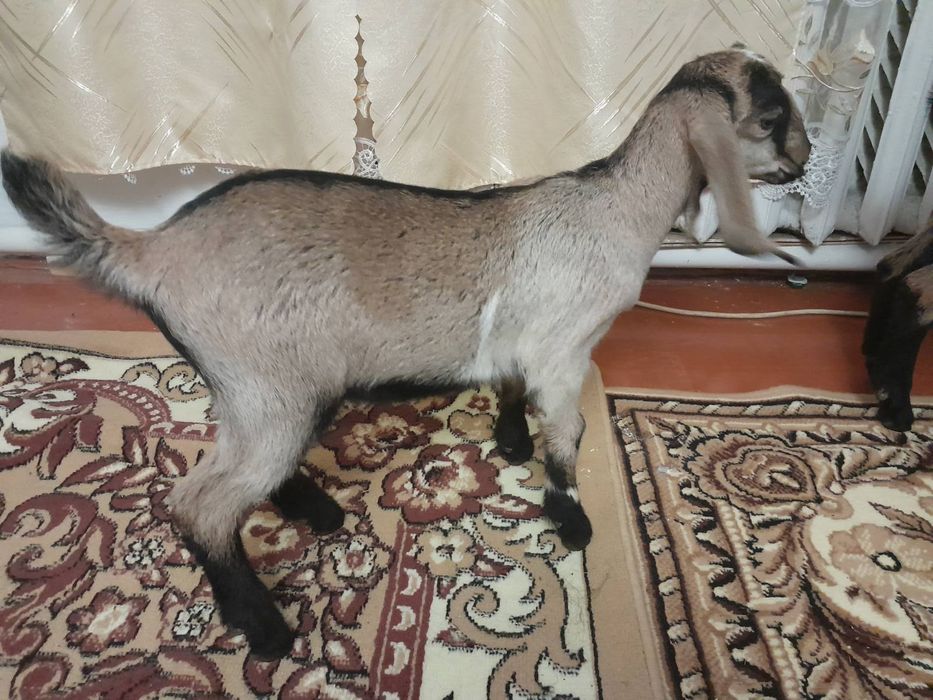 Англонубійські козенята