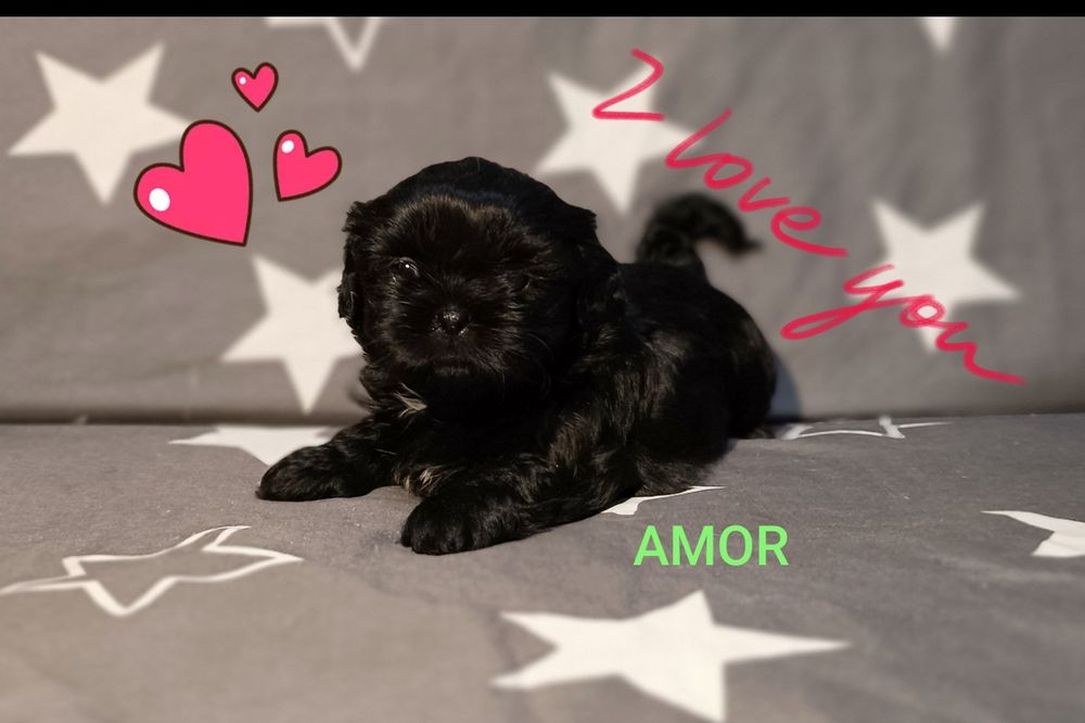 Shih Tzu piesek , odbiór od 18.10.2025