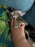 cuda kicia do adopcji
