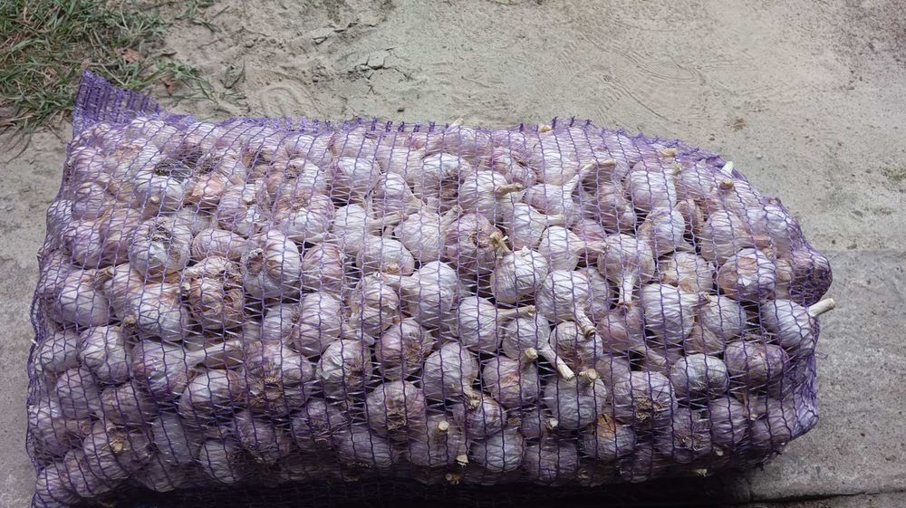 Продам часник Любаша !