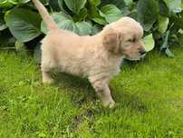 Golden retriever
