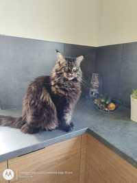 Kotka Maine Coon duża