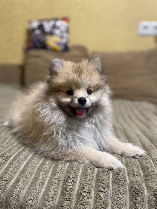 Продам Малышей Шпицов